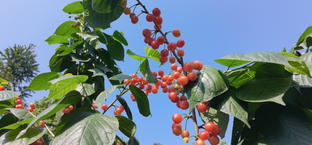 2025成都·蒲江櫻桃旅游季啟幕 以“抿甜”滋味，品文旅盛宴